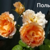 Полька 91